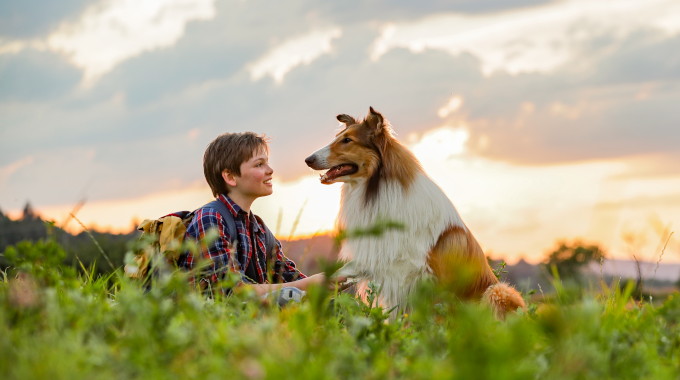 Lassie se vraća kući